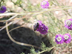 Brachymelecta interrupta