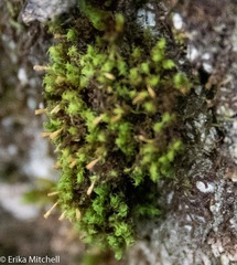 Ulota crispula