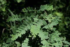 Caragana arborescens