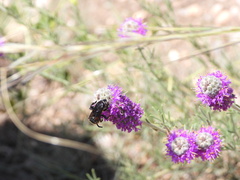 Brachymelecta interrupta