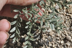 Astragalus sepultipes