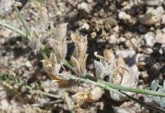 Astragalus sepultipes