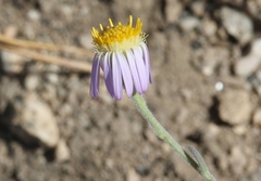 Erigeron clokeyi