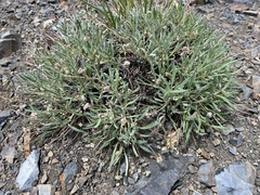Eriogonum coloradense