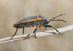 Largus cinctus
