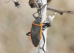 Largus cinctus