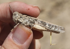 Cratypedes lateritius