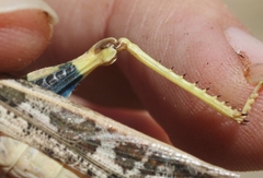 Cratypedes lateritius