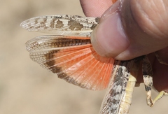 Cratypedes lateritius