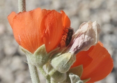 Agrilus felix