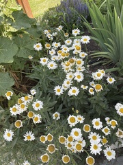 Leucanthemum maximum