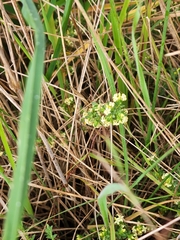 Pimelea spinescens