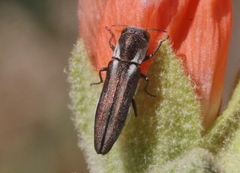 Agrilus felix