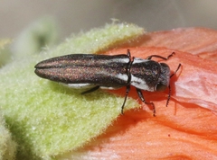 Agrilus felix