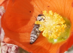 Agrilus felix