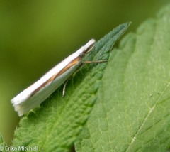 Crambus girardellus