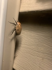 Pelidnota punctata