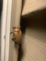 Pelidnota punctata