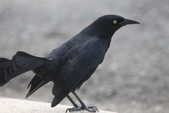 Quiscalus niger brachypterus