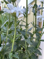 Leucanthemum maximum