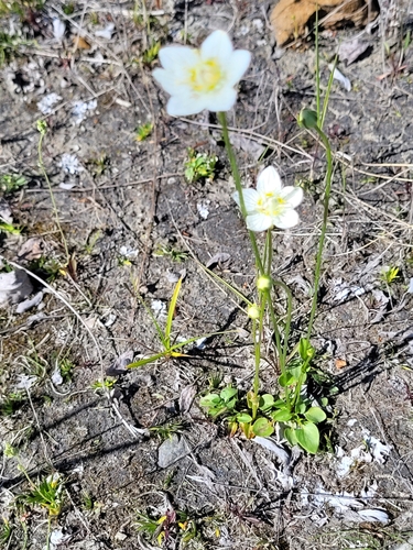 marsh grass-of-Parnassus