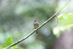 Contopus latirostris blancoi