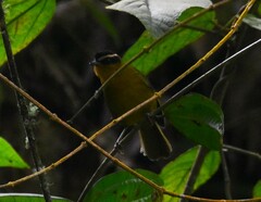 Kleinothraupis atropileus