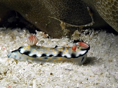 Hypselodoris bollandi