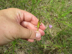 Scleria oligantha