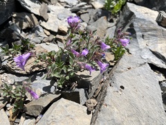 Penstemon harbourii