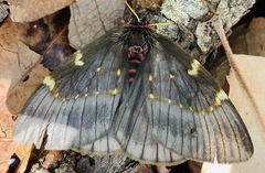 Paradirphia fumosa