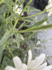 Leucanthemum maximum