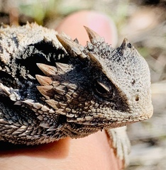 Phrynosoma braconnieri