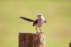 Mimus polyglottos orpheus