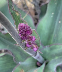 Thyrsanthemum floribundum
