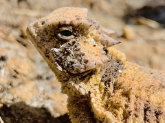 Phrynosoma braconnieri
