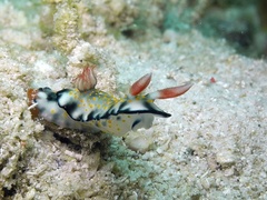 Hypselodoris bollandi