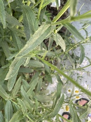 Leucanthemum maximum