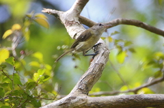 Vireo latimeri