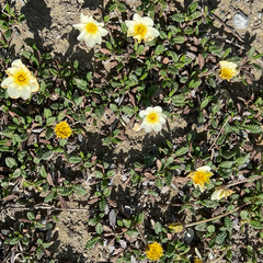 Dryas octopetala