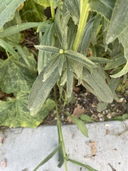 Leucanthemum maximum
