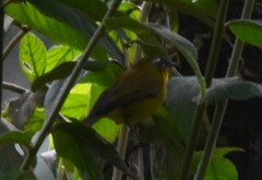 Kleinothraupis atropileus