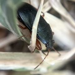 Delochilocoris illuminatus