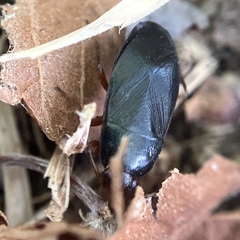 Delochilocoris illuminatus