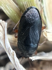 Delochilocoris illuminatus