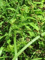 Trepocarpus aethusae