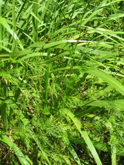 Trepocarpus aethusae