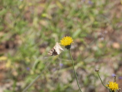 Protoschinia nuchalis