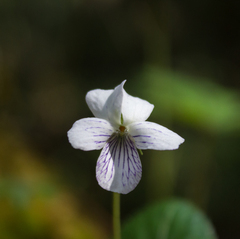Viola grahamii