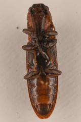 Athous rufiventris